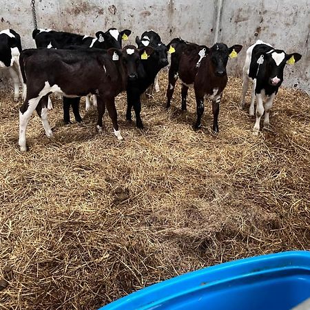 Lacken Farmyard Kilmihil Eksteriør billede