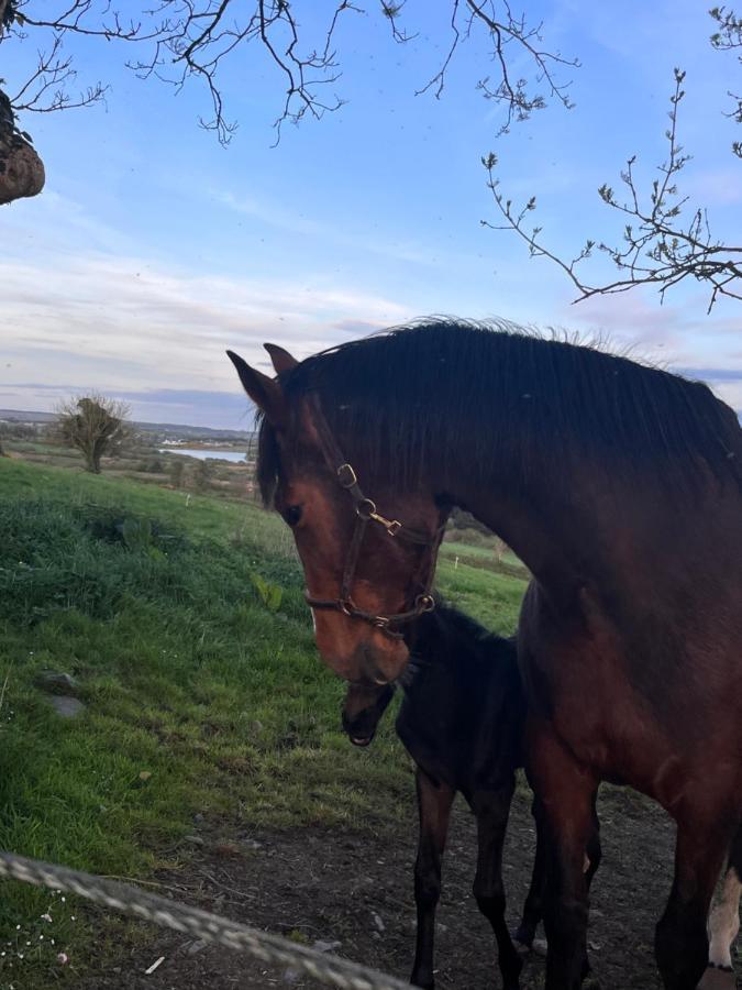 Lacken Farmyard Kilmihil Eksteriør billede